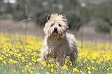 CAIRN TERRIER 269